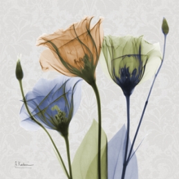 Multi Gentian